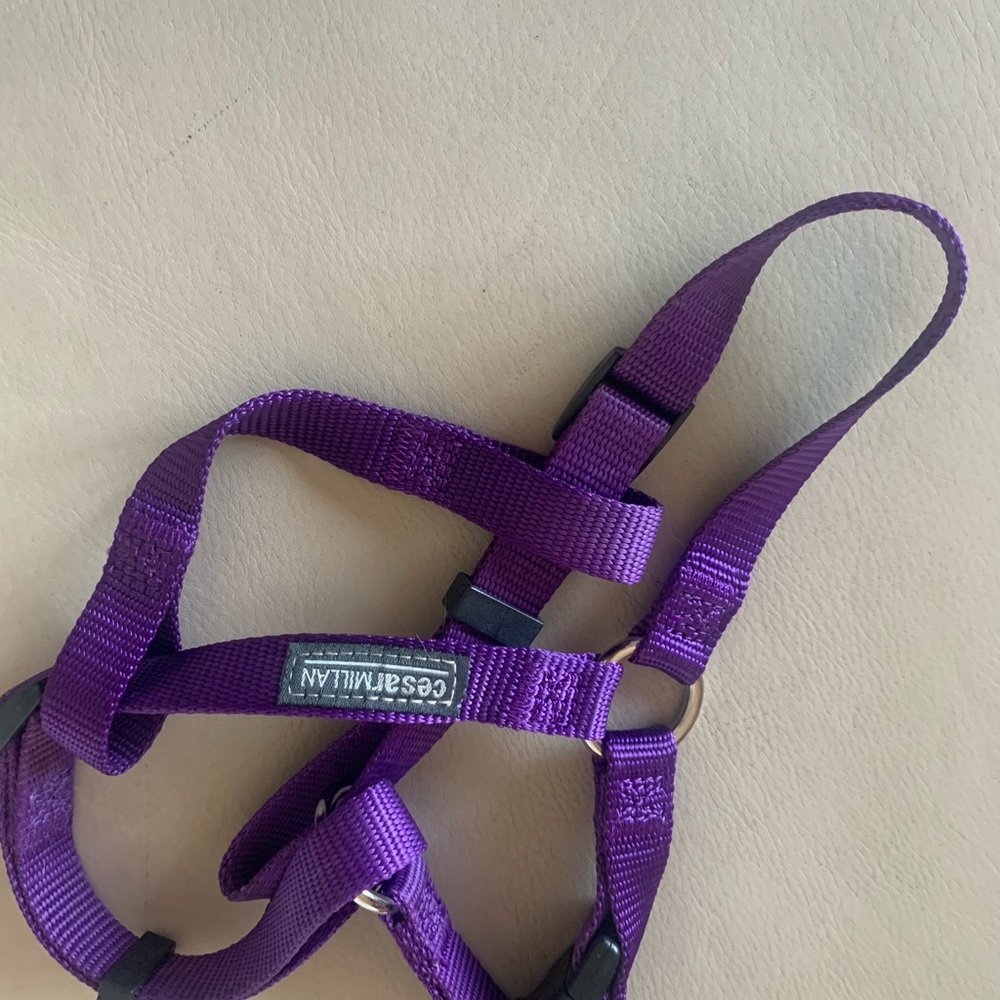 Harness - Picture 2 of 3